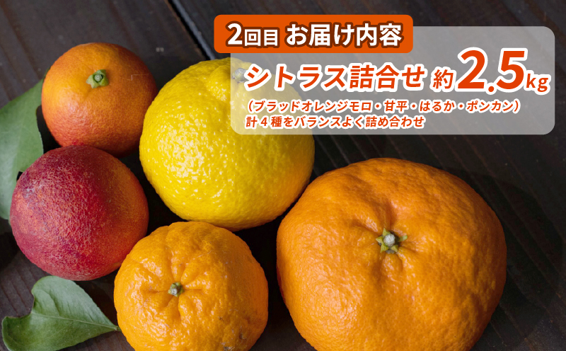 シトラス フルーツ ジュース 4回 定期便 コルレオファーム 南柑20号 ブラッドオレンジ モロ 甘平 はるか ポンカン タロッコ せとか 清見 不知火 詰め合わせ 愛媛ミカン 愛媛みかん みかん 柑橘 蜜柑 mikan 温州 果物 くだもの 温州蜜柑 産地直送 数量限定 先行予約 国産 愛媛 宇和島 B052-145019