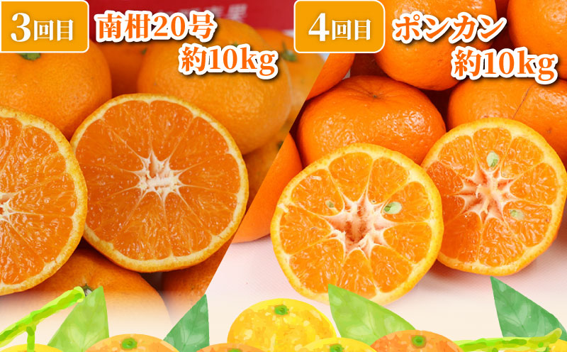 旬の 温州みかん ポンカン 10kg × 4回 定期便 矢野青果 準贈答用 極早生 宮川早生 南柑20号 ぽんかん みかん mikan 愛媛みかん 愛媛ミカン 愛媛蜜柑 果物 くだもの フルーツ 濃厚 甘い 甘味 さっぱり 酸味 蜜柑 産地直送 数量限定 国産 愛媛 宇和島 B096-171030