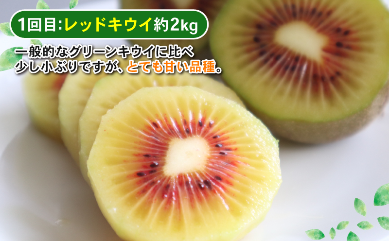 季節の 愛媛フルーツ 5回定期便 Shirai.agrifarm レッドキウイ 愛果28号 甘平 せとか 愛果48号 フルーツ定期便 果物定期便 みかん定期便 柑橘定期便 みかん 果物 くだもの フルーツ 柑橘 キウイあいか かんぺい 高級 美味しい 産直 ていきびん 産地直送 農家直送 数量限定 国産 愛媛 宇和島 B105-115011