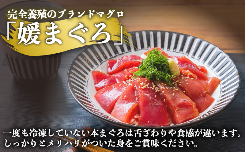 【2026年2月25日発送】訳あり 本マグロ ブロック 450～600g 媛まぐろ ダイニチ 鮪 刺身 国産マグロ 養殖マグロ 本鮪 クロマグロ マグロ 赤身 中トロ 大トロ 部位 指定不可 漬け ネギトロ アレンジ 訳アリ 訳あり品 訳有り わけあり 人気 海鮮 海の幸 魚 魚介 産地直送 数量限定 国産 愛媛 宇和島 D011-031005-260225