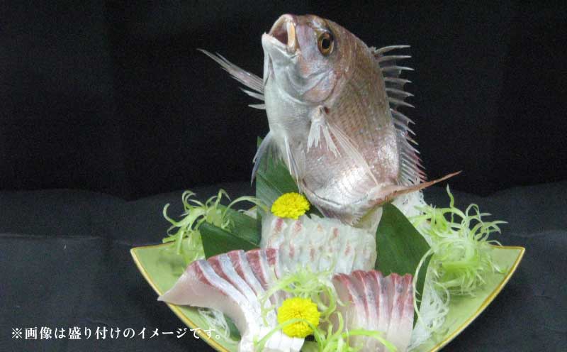 真鯛 タイ 短冊 1尾分 約700g 有限会社 アクアプラス ブランド魚 伊達真鯛 ブランド 鯛 たい マダイ タイ tai 刺身 刺し身 お刺身 お刺し身 さしみ 海鮮丼 丼 丼ぶり どんぶり カルパッチョ サラダ しゃぶしゃぶ おすすめ 産地直送 真空パック お手軽 便利 海鮮 水産 加工品 食品 冷蔵 国産 愛媛 宇和島 D020-090002