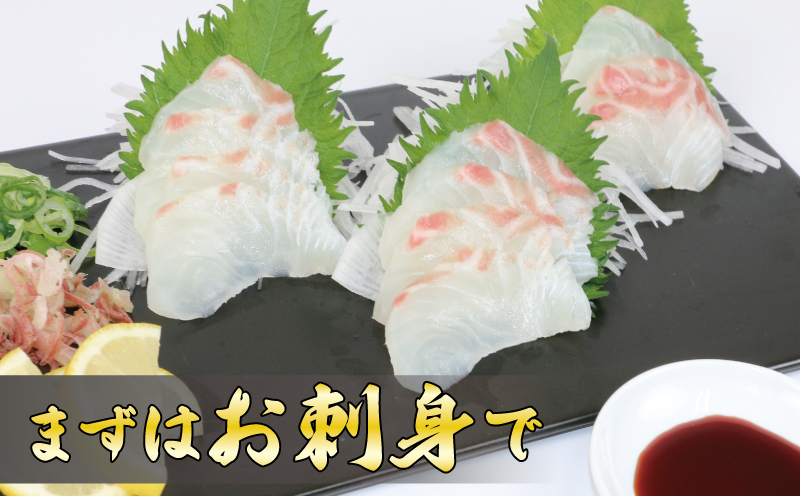 【訳あり】 真鯛  刺身 超冷薫加工 皮なし ロイン 1.2kg オンスイ まだい タイ 水産 人気 産地直送 D020-159013