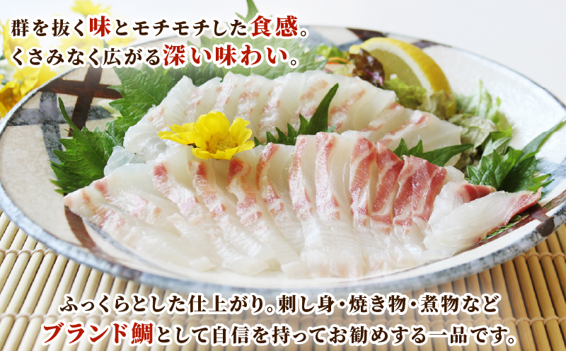 真鯛 1尾 鯛一郎クン 神経締め 株式会社タイチ 神経〆 まるごと 鯛 タイ たい tai マダイ まだい 養殖 お祝い 刺身 お刺身 お刺し身 鯛めし 鯛茶漬け 鯛しゃぶ 塩焼き 煮付け 焼き物 アレンジ 冷蔵 新鮮 産地直送 愛媛県産 国産 愛媛 宇和島 D020-195001