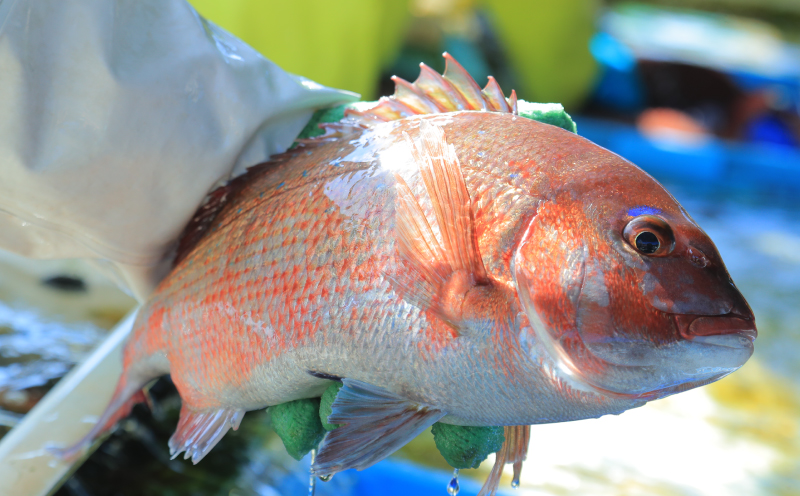 真鯛 ハマチ タイカマ ヒオウギ貝 海の幸 セット B 愛媛県漁業協同組合遊子支所 遊子 鯛 タイ マダイ 出世魚 ブリ 鰤 貝 刺身 お刺身 刺し身 お刺し身 フィーレ ブロック 加工 魚 魚介 しゃぶしゃぶ たたき 冷凍 産地直送 数量限定 国産 愛媛 宇和島 D024-022003