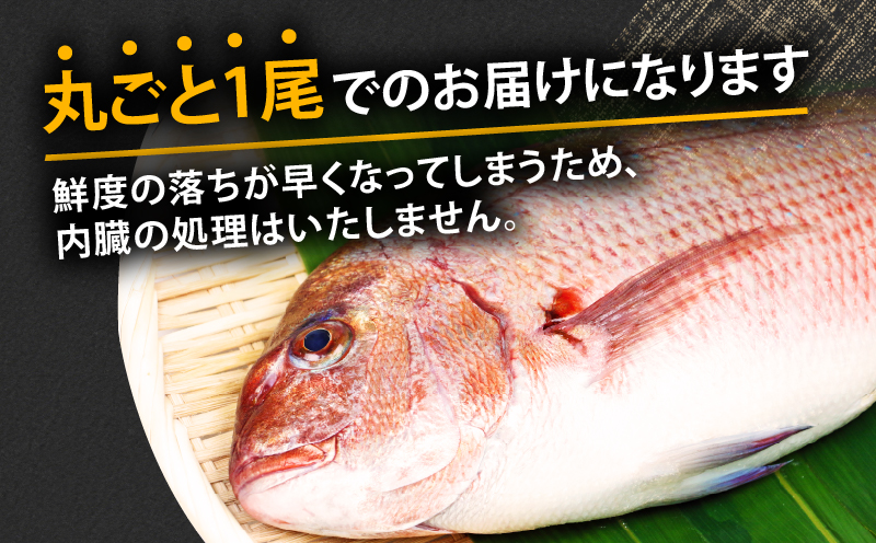 真鯛 2尾 宇和海産 神経締め こもこもShop 神経〆 まるごと 海の鯛陽 鯛 マダイ タイ 養殖 刺身 お刺身 お刺し身 刺し身 人気 鯛めし 鯛茶漬け 鯛しゃぶ 塩焼き 煮付け アレンジ 新鮮 冷蔵 国産 愛媛 宇和島 D024-186004