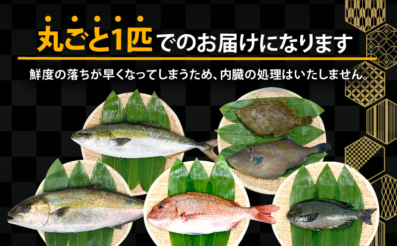 鮮魚 セット 神経締め 宇和海産 3種 こもこもShop 鮮魚詰合せ 神経〆 まるごと タイ カンパチ ブリヒラ シマアジ カワハギ イシダイ 養殖 刺身 お刺身 お刺し身 刺し身 人気 鯛 鯛めし 塩焼き 煮付け 焼き魚 アレンジ 新鮮 産地直送 冷蔵 国産 愛媛 宇和島 D050-186008