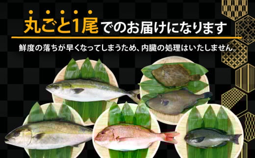 鮮魚 セット 神経締め 宇和海産 4種 こもこもShop 鮮魚詰合せ 神経〆 まるごと タイ カンパチ ブリヒラ シマアジ カワハギ イシダイ 養殖 刺身 お刺身 お刺し身 刺し身 人気 鯛 鯛めし 塩焼き 煮付け 焼き魚 アレンジ 新鮮 産地直送 冷蔵 国産 愛媛 宇和島 D060-186002