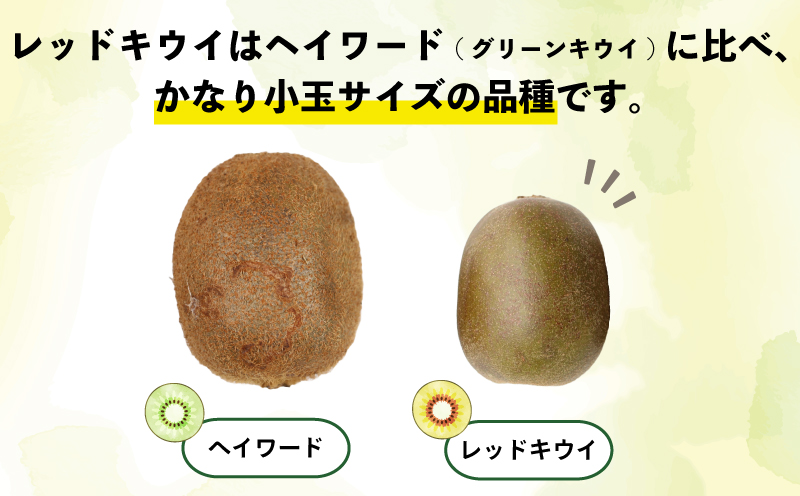 レッドキウイ 2kg 訳あり マル南フルーツ 先行予約 数量限定 キウイ キウイフルーツ 紅妃 レインボーレッド 産地直送 高級 希少 果物 フルーツ 国産 愛媛 宇和島 F010-106029