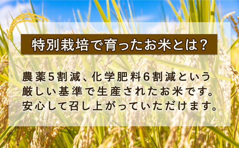 特別栽培米 新米 三間米 コシヒカリ 計10kg 5kg × 2袋 伊勢本農園 特別栽培 米 お米 おこめ ごはん こめ コメ ※ kome 白米 精米 お弁当 ブランド米 ふっくら ツヤツヤ ライス 農家直送 産地直送 数量限定 国産 愛媛 宇和島 G030-146002