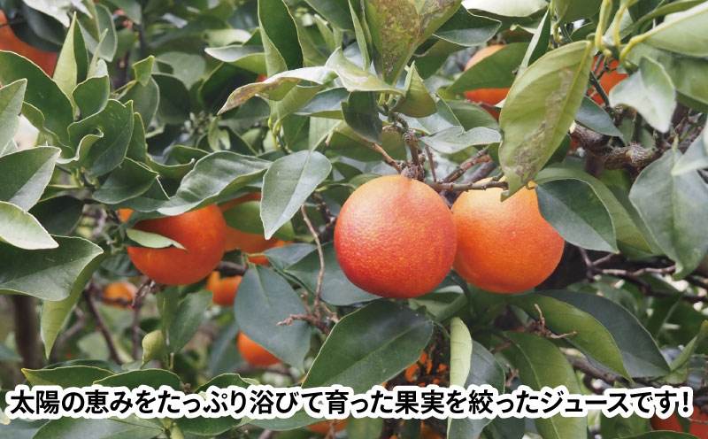 ブラッドオレンジ ストレート ジュース Suncito   ( サンシト )  720ml 化粧箱入り 名門サカイ 数量限定 フルーツジュース オレンジジュース オレンジ みかん ストレートジュース 蜜柑 ジュース 果汁100％ 飲料 柑橘 果物 フルーツ 国産 愛媛 宇和島 H010-085007