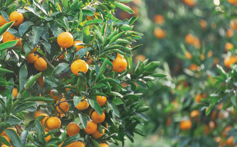 愛媛 の 柑橘 ジュース 720ml 2本 セット 壱果樹園 先行予約 みかん 温州みかん ストレートジュース 100% 果汁 飲料 ギフト 果物 フルーツ 国産 愛媛 宇和島 H015-141001