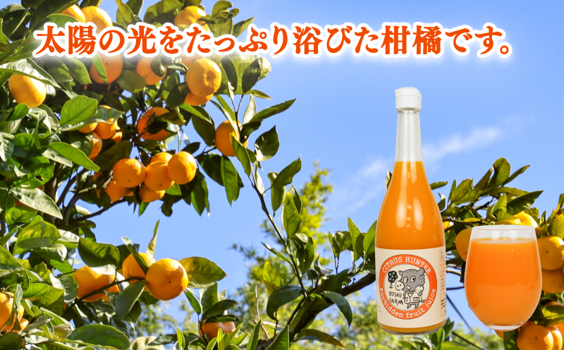 100%ジュース いろいろ 蜜柑 ジュース プレミアム 720ml ×6本 ヨシファーム 先行予約 フルーツジュース ストレートジュース ストレート みかんジュース 蜜柑 mikan 100％ジュース 果汁 100％ 飲料 柑橘 果物 フルーツ 農家直送 産地直送 数量限定 国産 愛媛 宇和島 H018-067005