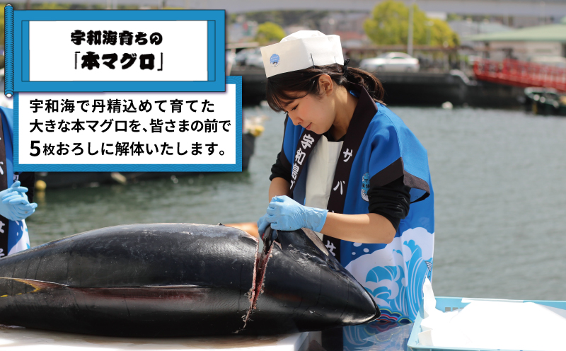 新鮮 マグロ 解体 出張 LIVE 関西開催限定 サバキ女子 宇和島プロジェクト 関西 関西地方 限定 マグロ解体ショー 解体ショー マグロ解体 本マグロ 黒マグロ 養殖マグロ 鮪 ショー イベント 結婚式 パーティー 愛媛 愛媛県 宇和島 L2510-071016