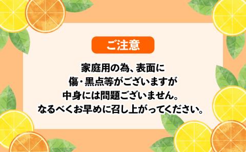 河内晩柑 家庭用 10kg 高須賀農園 先行予約 晩柑 かわちばんかん 和製 グレープフルーツ 果物 フルーツ 柑橘 みかん 蜜柑 農家直送 産地直送 数量限定 国産 愛媛 宇和島 B012-179001