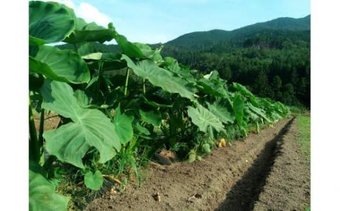 里芋 5.2kg 根菜 さといも サイズ 不揃い ねっとり もちもち やわらか 御槇米生産協議会 芋 いも 煮付け 芋炊き 芋煮 野菜 農家直送  産地直送 数量限定 国産 愛媛 宇和島 F012-018001: 宇和島市ANAのふるさと納税