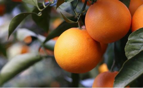 ブラッドオレンジ 梅酒 1,800ml 柑橘 飲料 名門サカイ 国産 愛媛 宇和島 I017-085004