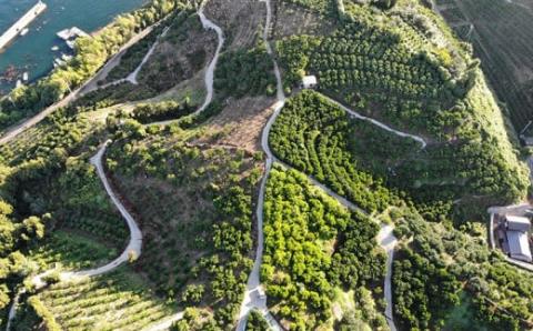 愛媛 みかん 7.5kg 家庭用 平石農園 温州 温州みかん 蜜柑 果物 フルーツ 柑橘 産地直送 農家直送 数量限定 国産 宇和島 B010-017008
