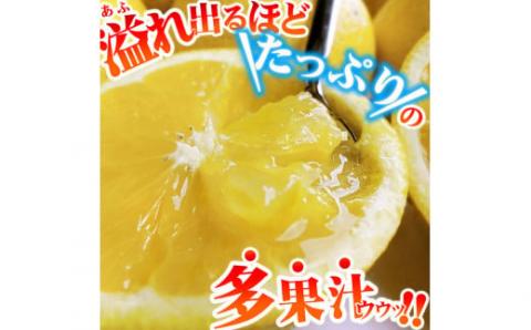 贈答用 河内晩柑 10kg L～2L サイズ 中井屋 果物 フルーツ 柑橘 みかん ...