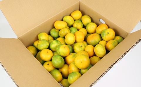 贈答用 愛媛みかん 極早生 日南1号 10kg S~L サイズ ミックス 不揃い 玉津みかん ニュービジネスユニット 極早生みかん 温州みかん 高級 ギフト 贈答品 果物 フルーツ 柑橘 蜜柑 mikan 農家直送 産地直送 数量限定 国産 愛媛 宇和島 B018-058011