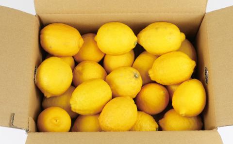 レモン 4kg 防腐剤 ワックス 不使用 つばさ農園 先行予約 B010-048012