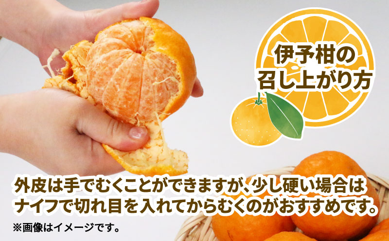 愛媛みかん 訳あり 伊予柑 10kg ワールドファーマーズ わけあり いよかん 愛媛ミカン 愛媛蜜柑 訳ありみかん 訳あり蜜柑 mikan 果物 くだもの フルーツ 柑橘 みかん 蜜柑 数量限定 産地直送 国産 愛媛 宇和島 B010-024022