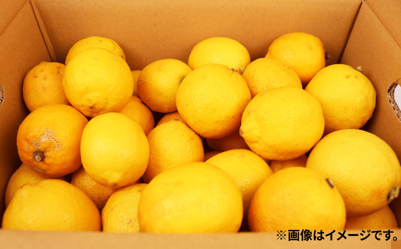 訳あり レモン 約5kg 南四国ファーム 先行予約 わけあり れもん 檸檬 remon レモン 果汁 酸味 爽やか 果実 サワー ジュース チューハイ 果物 くだもの ビタミン フルーツ 柑橘 産地直送 数量限定 国産 愛媛 宇和島 B010-035019