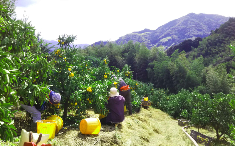 訳あり 早生 6kg ふるくとファーム かなこちゃんち 果物 くだもの フルーツ 柑橘 みかん 蜜柑 mikan ビタミンC たっぷり 愛媛ミカン 愛媛蜜柑 愛媛みかん 農家直送 産地直送 数量限定 国産 愛媛 宇和島 B010-037004