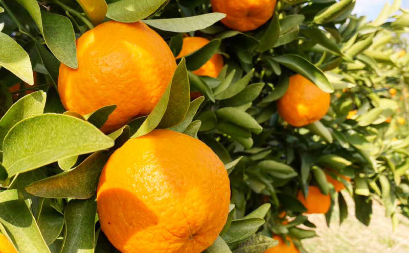 訳あり ポンカン みかん 約5.5kg 2月頃発送予定！ ふるくとファーム 先行予約 かなこちゃん サイズ混合 わけあり 今津 果物 くだもの フルーツ 柑橘 かんきつ 人気 蜜柑 濃厚 甘い 甘味 農家直送 産地直送 数量限定 国産 愛媛 宇和島 B010-037006