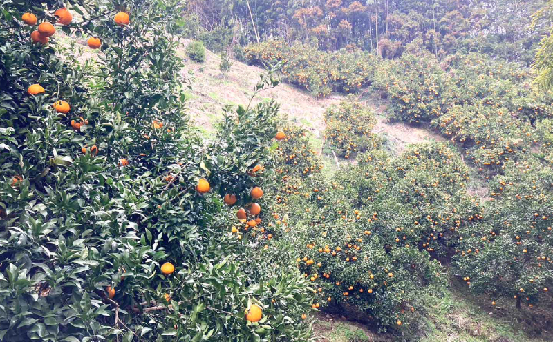 訳あり 不知火 約5.5kg ふるくとファーム しらぬい 先行予約 果物 くだもの わけあり 訳あり品 フルーツ 柑橘 蜜柑 みかん 不知火みかん mikan ミカン グルメ お取り寄せ 訳アリ 訳あり品 デザート 愛媛県産 愛媛みかん 愛媛ミカン 愛媛蜜柑 数量限定 国産 愛媛 宇和島 B010-037008