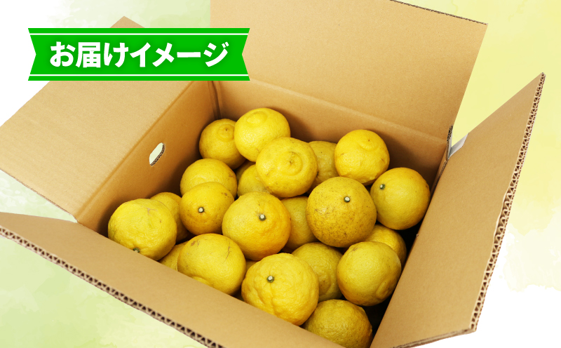 先行予約 はるか 9kg 家庭用 つばさ農園 B010-048002