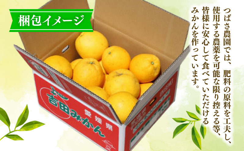 河内晩柑 9kg 愛媛みかん つばさ農園 先行予約 家庭用 晩柑 かわちばんかん 晩柑 和製 グレープフルーツ 愛媛蜜柑 愛媛県産 果物 くだもの フルーツ 柑橘 みかん 蜜柑 mikan産地直送 農家直送 産地直送 数量限定 国産 愛媛 宇和島 B010-048004