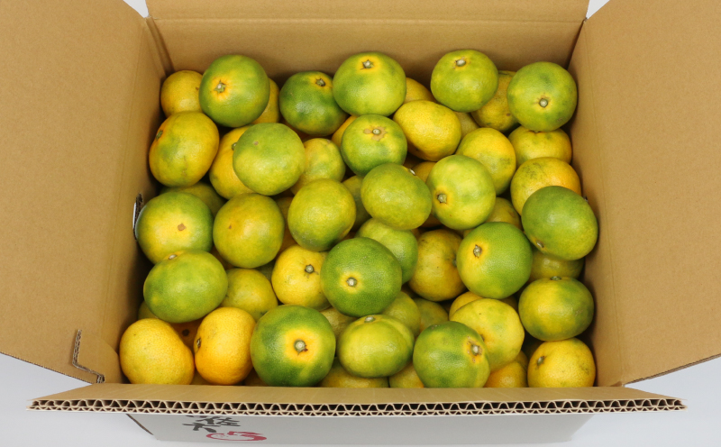 極早生みかん 家庭用 9kg サイズ不揃い 兵頭農園 先行予約 みかん mikan 愛媛ミカン 愛媛みかん 愛媛蜜柑 極早生 温州みかん 温州 精品 規格外混合 不揃い 果物 くだもの フルーツ 柑橘 蜜柑 産地直送 農家直送 数量限定 国産 愛媛 宇和島 B010-055007