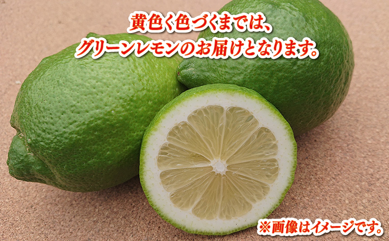 レモン 家庭用 4kg サイズ不揃い 兵頭農園 れもん 檸檬 レモン果汁 酸味 爽やか 果実 サワー ジュース チューハイ remon 青レモン 果物 くだもの ビタミン フルーツ 柑橘 農家直送 産地直送 数量限定 国産 愛媛 宇和島 B010-055008