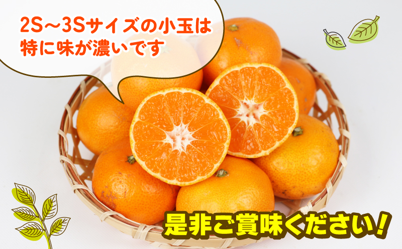 みかん 訳あり 小玉 温州みかん 早生 10kg 玉津柑橘倶楽部 早生温州 温州 みかん 早生みかん 小玉みかん 甘い 果物 くだもの フルーツ 柑橘 mikan 蜜柑 愛媛蜜柑 愛媛みかん わけあり サイズ 不揃い 産地直送 数量限定 国産 愛媛 宇和島 B010-072030