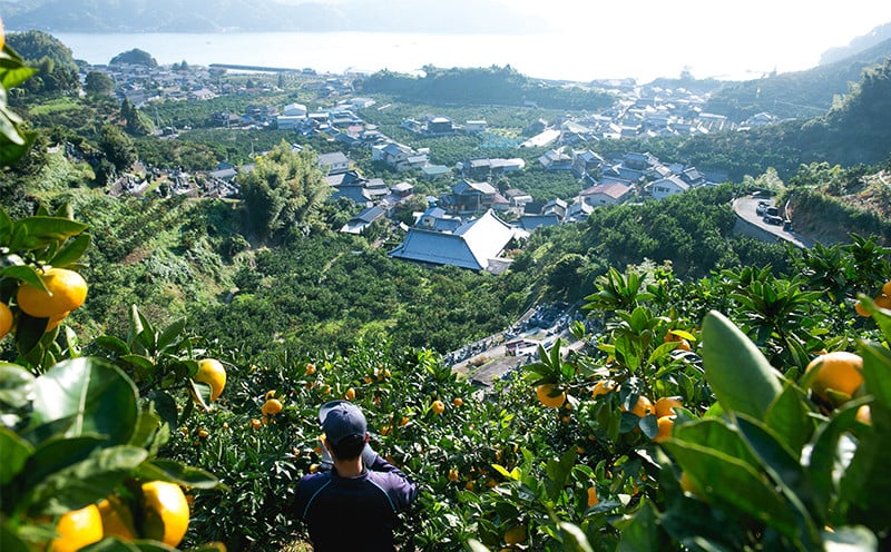 訳あり ブラッドオレンジ タロッコ 約5kg 玉津柑橘倶楽部 先行予約 サイズ 不揃い オレンジ 果実 果物 くだもの フルーツ 柑橘 愛媛蜜柑 愛媛みかん mikan 訳アリ わけあり 訳あり品 産地直送 数量限定 国産 愛媛 宇和島 B010-072047