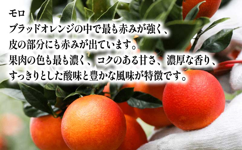 先行予約 贈答用 おまかせ ブラッドオレンジ モロ タロッコ 3kg YAMAUCHI FARM 愛媛みかん 愛媛蜜柑 愛媛ミカン オレンジ 玉津 みかん mikan 果物 フルーツ 柑橘 濃厚 甘い 甘味 蜜柑 産地直送 農家直送 数量限定 国産 愛媛 宇和島 B010-084004