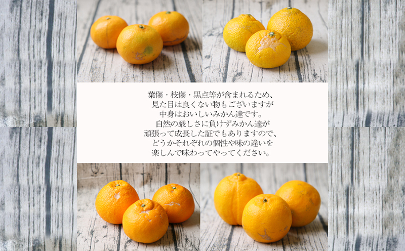 【品種おまかせ】柑橘  詰合せ セット 3~5kg 家庭用 フレッシュつちやま 先行予約 みかん mikan 蜜柑 愛媛 果物 くだもの フルーツ B010-096011