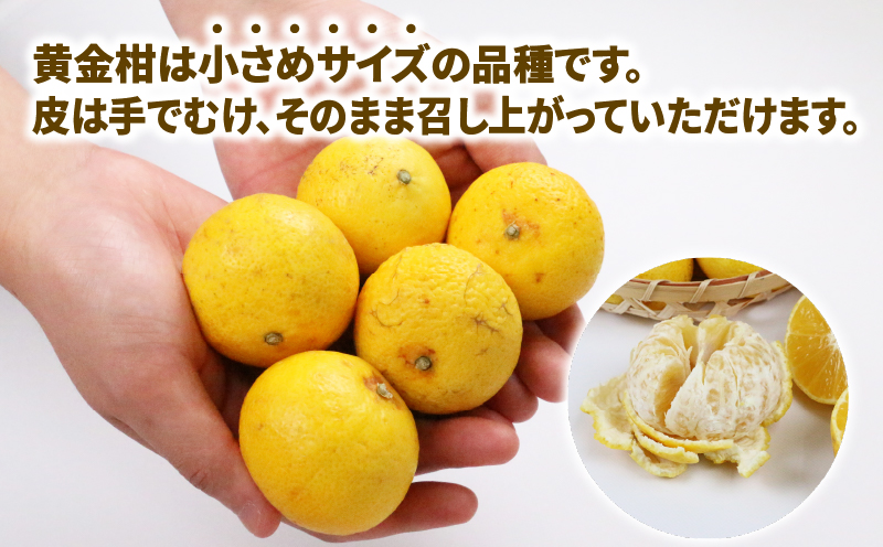 【訳あり】 黄金柑 3kg マル南フルーツ 先行予約 おうごんかん みかん B010-106010