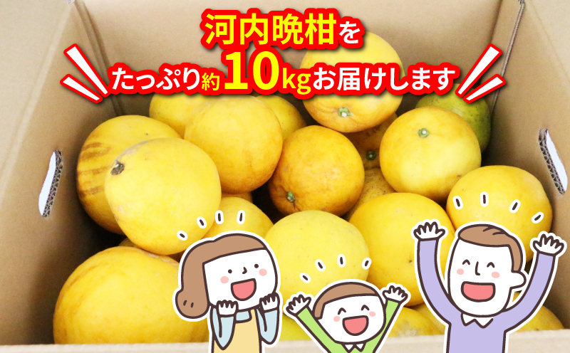 【訳あり】 河内晩柑 10kg マル南フルーツ 先行予約 愛媛 みかん 蜜柑 mikan 柑橘 和製 グレープフルーツ B010-106025