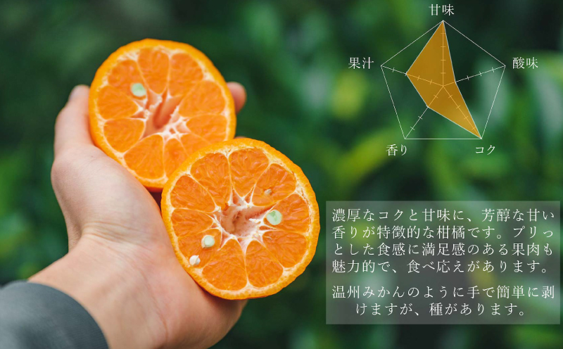 訳あり ポンカン 5kg 壱果樹園 わけあり 今津ポンカン ぽんかん 果物 くだもの フルーツ 柑橘 蜜柑 産地直送 数量限定 国産 愛媛 宇和島 B010-141004