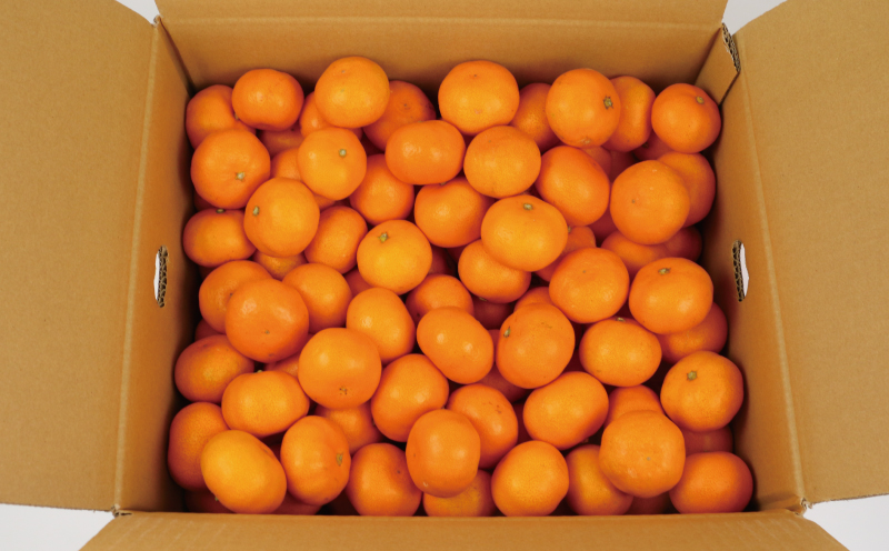 みかん 訳あり 完熟 プチ みかん 早生みかん 5kg 杉本屋 完熟みかん mikan わけあり 小玉みかん 小みかん 愛媛みかん 愛媛蜜柑 温州 早生温州 温州みかん 果物 くだもの フルーツ 柑橘 みかん 蜜柑 産地直送 数量限定 国産 愛媛 宇和島 B010-143003