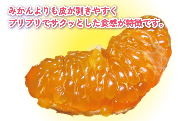 ポンカン 5kg 訳あり ぽんかん 杉本屋  訳あり品 先行予約 mikan みかん 訳アリ 訳有りジューシー デザート コク 甘い 果物 くだもの フルーツ 柑橘 蜜柑 ビタミン お取り寄せ 愛媛みかん 愛媛蜜柑 愛媛県産 産地直送 数量限定 国産 愛媛 宇和島 B010-143005