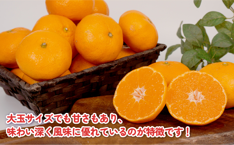 みかん 訳あり 完熟 大玉みかん 10kg 杉本屋 完熟みかん mikan わけあり 訳アリ 訳あり品 愛媛みかん 愛媛蜜柑 愛媛ミカン 温州 愛媛県産 温州みかん 果物 くだもの フルーツ 柑橘 みかん 蜜柑 産地直送 数量限定 国産 愛媛 宇和島 B010-143017
