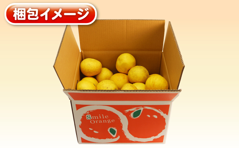 文旦 訳あり プチ 土佐文旦 10kg 杉本屋 先行予約 わけあり 訳あり品 ぶんたん 果物 くだもの フルーツ 柑橘 蜜柑 みかん mikan ミカン 訳アリ 訳ありみかん ビタミン デザート 愛媛みかん 愛媛ミカン 産地直送 数量限定 国産 愛媛 宇和島 B010-143026