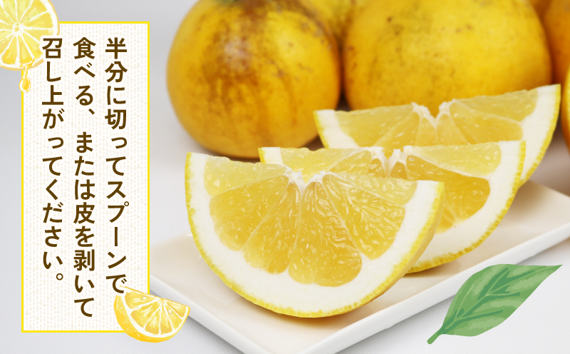 訳あり 河内晩柑 10kg 植村農園 晩柑 かわちばんかん 和製 グレープフルーツ 訳アリ 訳あり品 愛媛みかん 愛媛蜜柑 愛媛県産みかん 蜜柑 みかん mikan 爽やか さっぱり フレッシュ 果物 くだもの フルーツ 柑橘 数量限定 産地直送 国産 愛媛 宇和島 B010-153007
