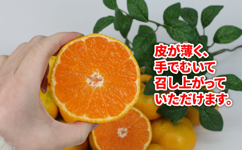 贈答用 早生みかん 宮川早生 5kg 植村農園 早生 わせ  贈答 ギフト プレゼント 果物 フルーツ 柑橘 みかん 蜜柑 産地直送 農家直送 数量限定 国産 愛媛 宇和島 B010-153008