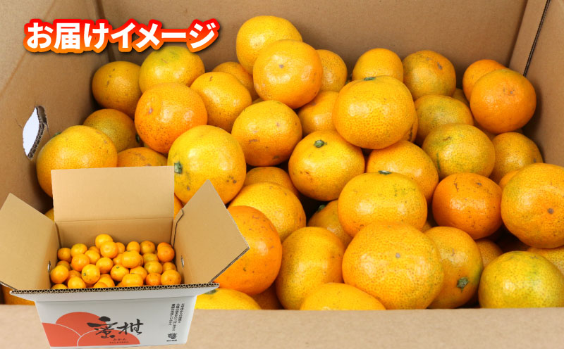 訳あり 小玉 みかん 9kg 2S ～ 3S サイズ 不揃い 植村農園 早生 南柑20号 早生温州 早生みかん 温州みかん わせ 果物 くだもの フルーツ 柑橘 蜜柑 みかん mikan 農家直送 産地直送 数量限定 国産 愛媛 宇和島 B010-153010