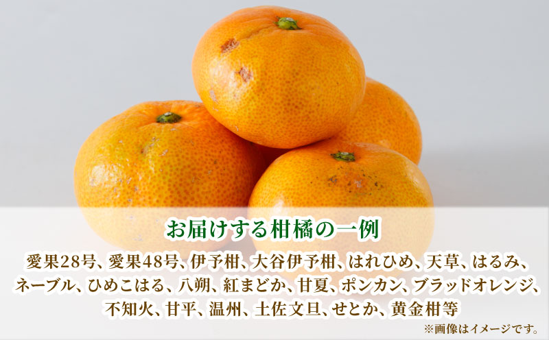 訳あり 季節 の みかん 詰合せ 10kg 矢野青果 フルーツ 詰め合わせ セット 柑橘 ミカン 蜜柑 mikan 果物 くだもの 愛媛みかん 愛媛蜜柑 濃厚みかん 産地直送 数量限定 国産 愛媛 宇和島 B010-171033