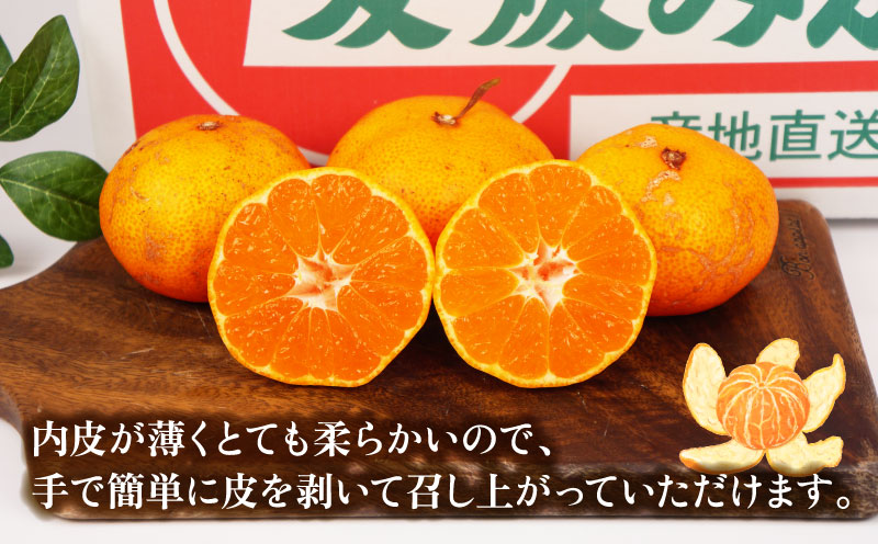 訳あり 早生温州 9kg まる玉農園 早生 みかん 温州みかん 早生みかん 温州 蜜柑 mikan 愛媛みかん 愛媛蜜柑 愛媛ミカン 果物 くだもの フルーツ おすすめ 人気のみかん 訳アリ 訳あり品 訳有り わけあり 柑橘 農家直送 産地直送 数量限定 先行予約 国産 愛媛 宇和島 B010-172004