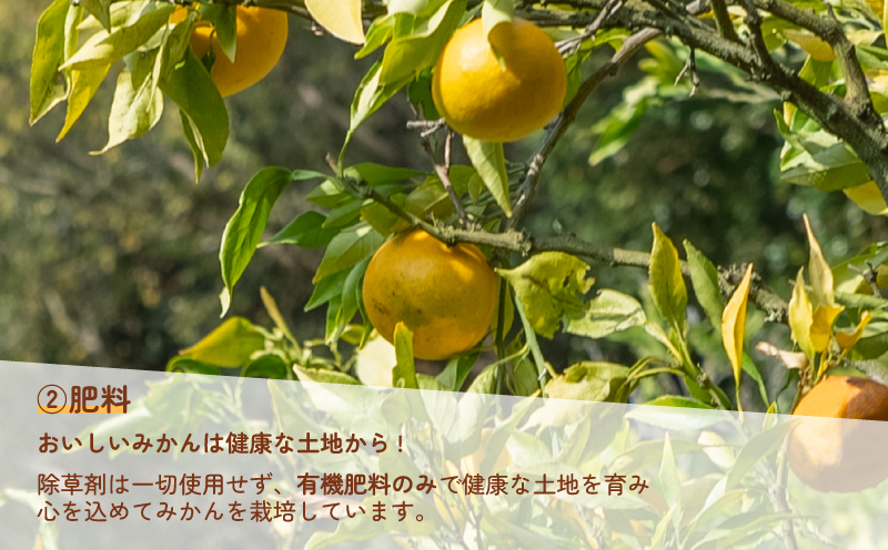 訳あり 河内晩柑 約10kg 協徳ガーデン 先行予約 訳アリ わけあり 晩柑 和製 グレープフルーツ 果物 フルーツ 柑橘 みかん 蜜柑 愛媛みかん 愛媛ミカン mikan 愛媛蜜柑 産地直送 農家直送 産地直送 数量限定 国産 愛媛 宇和島 B010-178007